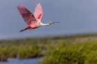 Roseate spoonbill in flight, Merritt Island National Wildlife Refuge, Florida Art Print